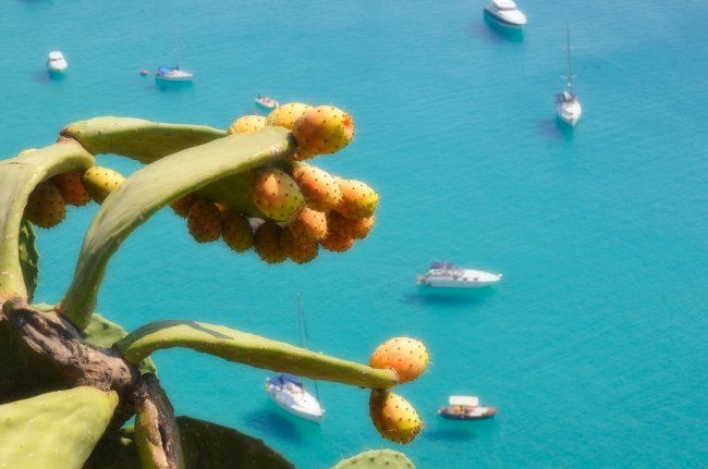 Cactus con frutti arancioni in primo piano con mare turchese e barche sullo sfondo.