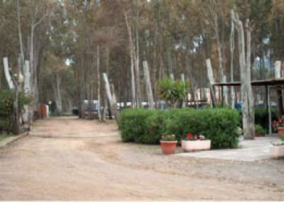 Strada sterrata fiancheggiata da alberi e cespugli in un ambiente rurale.