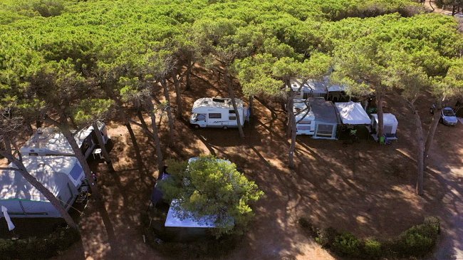 Piazzole per camper tra alberi in una pineta ombreggiata.