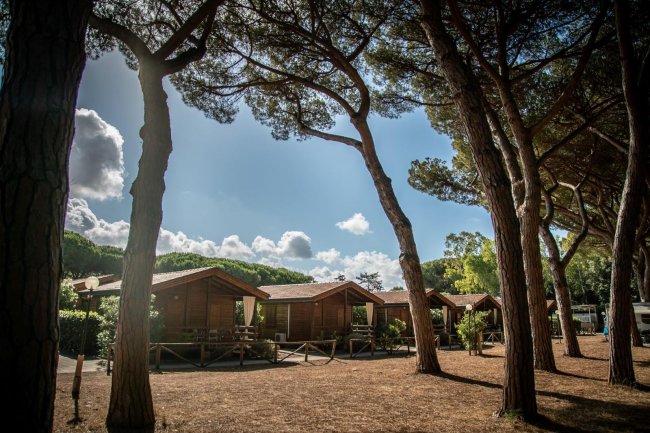 Cabine in legno tra alberi alti.