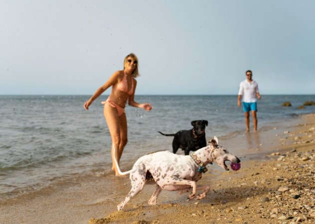 Coppia e due cani corrono sulla spiaggia vicino al mare.